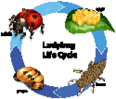 Life Cycle Of An Insect Bbc Bitesize