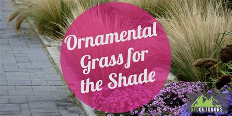 8 Ornamental Grasses that Grow Well in the Shade - GFL Outdoors