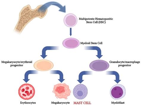 Mast Cells and Interleukins
