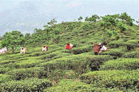 Two tea gardens close down in Darjeeling Hills in a day