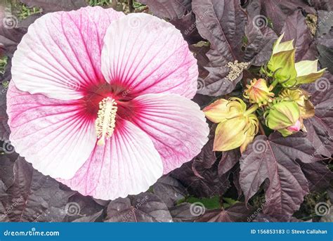 Closeup Pink Hibiscus Plant and Buds Stock Image - Image of malvaceae ...