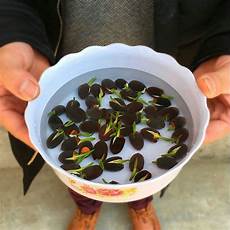 how to grow lotus from seed day egrow 5pcs lotus seeds blue green bowl lotus water how to grow lotus from seed day egrow 5pcs lotus seeds blue green bowl lotus water