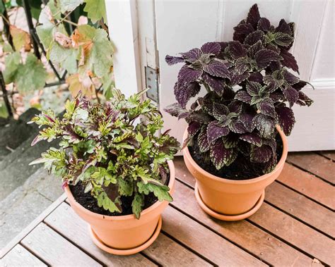 Coleus Plant Care