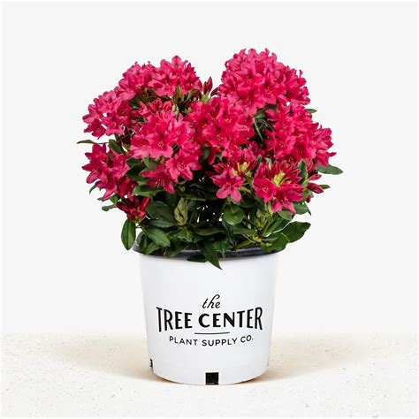 Nova Zembla Rhododendron For Sale | The Tree Center