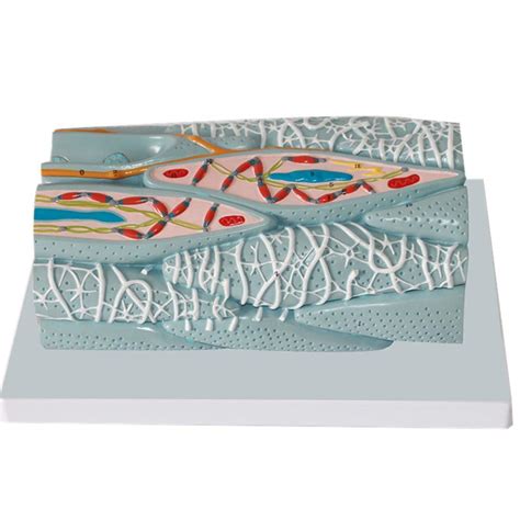 Buy Educational Model Smooth Muscle Tissue Model, Cell Microscopic ...