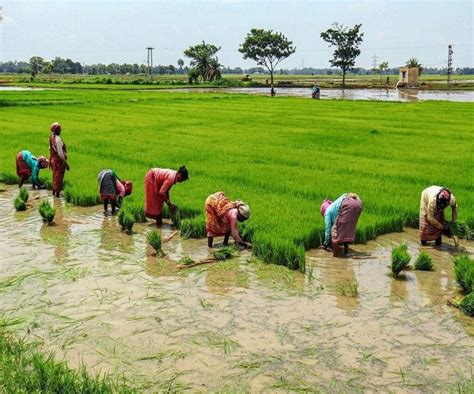 Rural Agriculture and the new wave of Migrant Workers to Rural Space