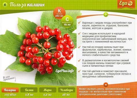 Калина красная. Полезные свойства и вред.