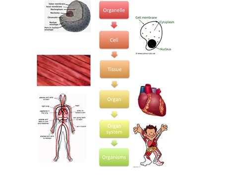Ppt Cells Tissues Organs And Systems Powerpoint