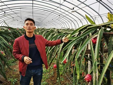 火龙果盆栽管理方法-种植技术-中国花木网