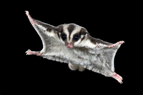 How Sugar Gliders Got Their Wings - ScienceX Innovations