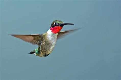 Hummingbirds in NC: Food, feeder, migration, identifying info | Raleigh ...