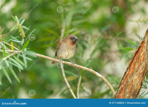 Scaly Breasted Munia Stand in the Rain Forest Stock Photo - Image of ...