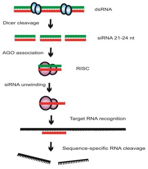 RNA Interference Diagram 的图像结果