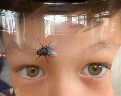 Bird Fly Worksheet 的图像结果