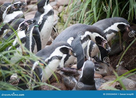 Group of Humbolt penguins stock photo. Image of markings - 255534454