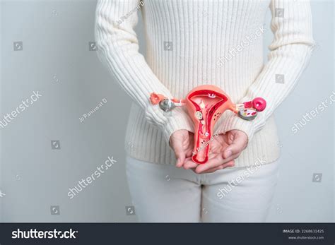 Real Human Uterus