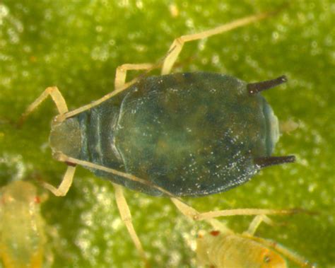 Aphis gossypii
