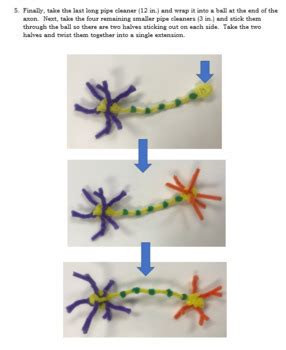 Image result for Pipe Cleaner Neuron Project