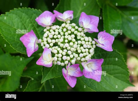 Image result for String Operations Recursion