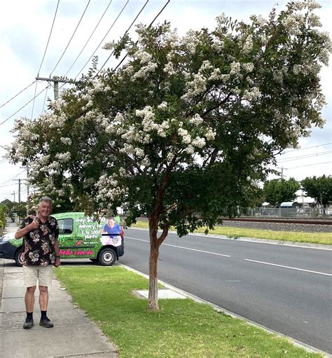 Crepe Myrtle Tree White Spots