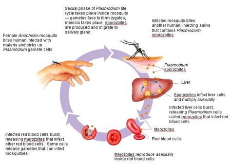 chain of infection