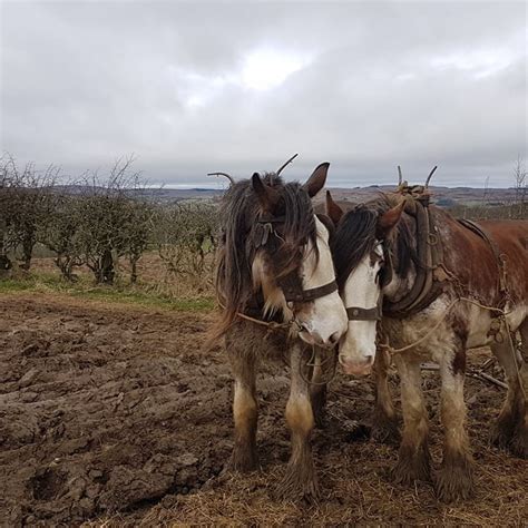 Farm Horses Working