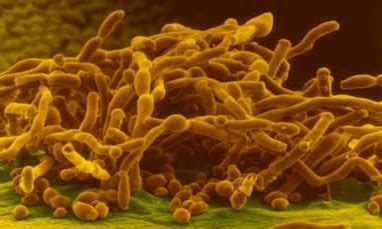 Kuvatulokset haulle candida