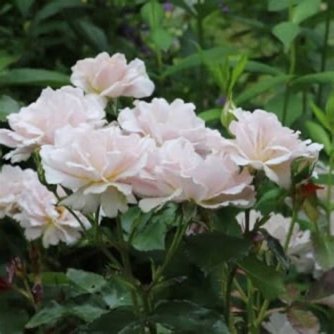 Hybrid Tea Rose Plant 'Silver Anniversary' By Acqua Garden