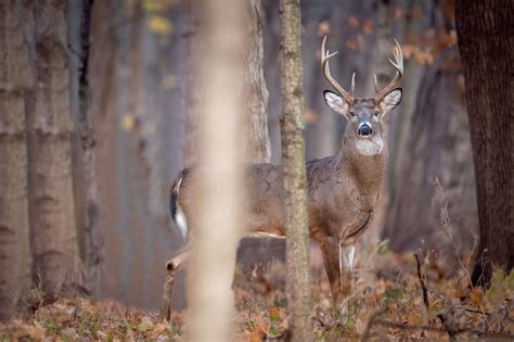 Michigan deer season opens Nov. 15 as hunters eye cold