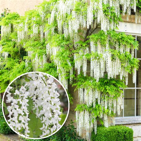 Wisteria Alba | White Flowering Deciduous Hardy Climbing Garden Shrub ...