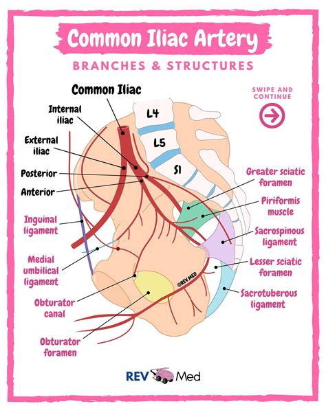 External Iliac Artery Branches