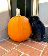 Image result for Fawn Holland Lop