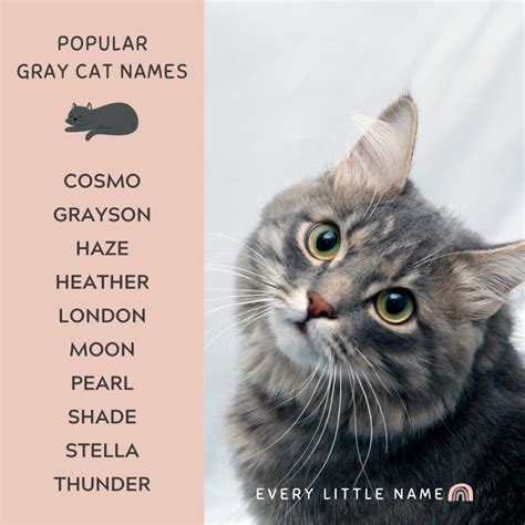 320+ Gray Cat Names (Funny and Purr-fectly Adorable) - Every Little Name