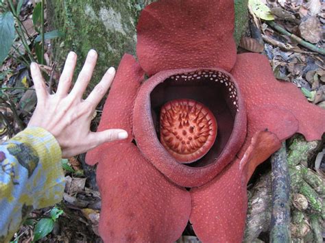 Rafflesia Flower Smell - what is the smell of rafflesia