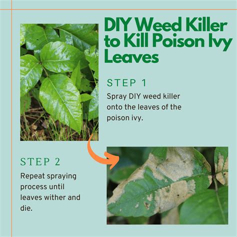 How to Kill Poison Ivy: A Complete List of Methods and Tips - Dengarden