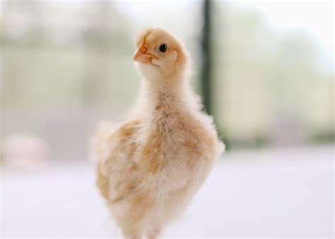5 Things to Know about 2 Week Old Chicks - The Ginger Home