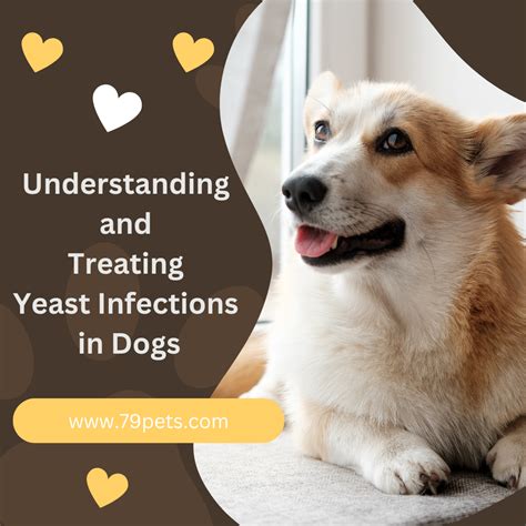 Understanding and Treating Yeast Infections in Dogs