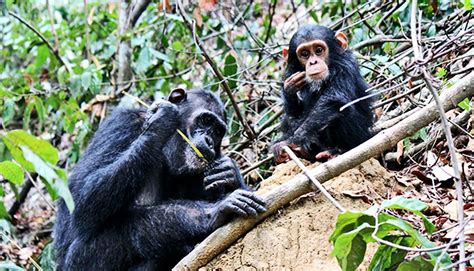 Image result for Chimpanzee Using Tools