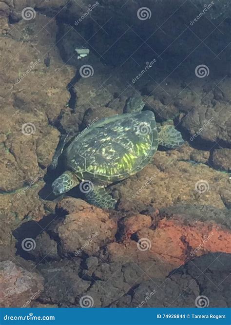 Sea Turtle Colors stock photo. Image of brown, white - 74928844