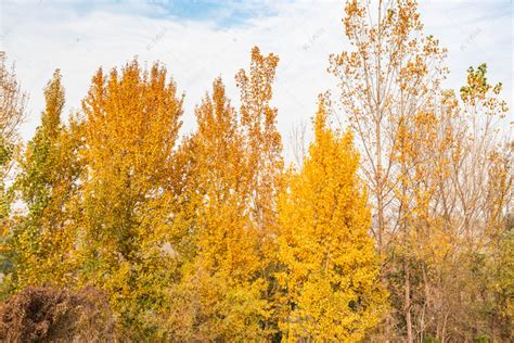 黄叶树木植物高清摄影大图-千库网