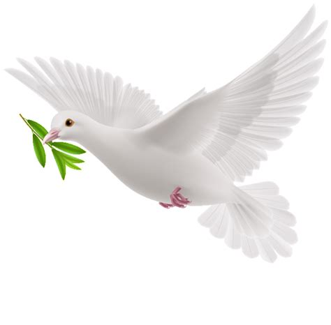White Dove PNG Transparent Image