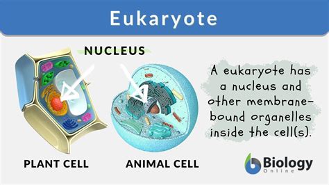 Eukaryote - Definition and Examples - Biology Online Dictionary