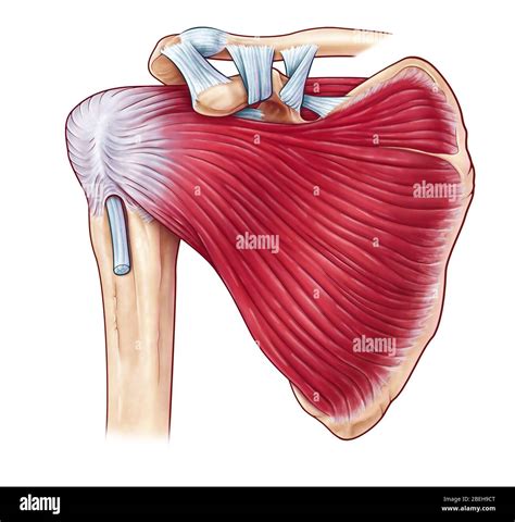 An illustration of the muscles of the right shoulder from a posterior view Stock Photo - Alamy
