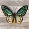 Image result for Butterfly Wall Decor