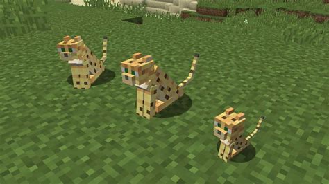 Baby Ocelot In The Wild Minecraft