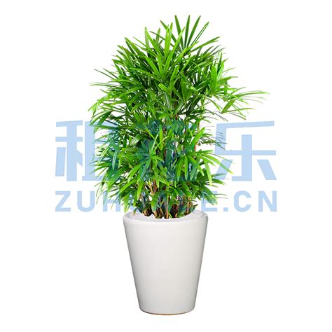 棕竹 棕榈竹 大型植物-租花乐|专业的植物租赁平台