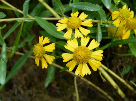 L1320024 - Virginia Native Plant Society