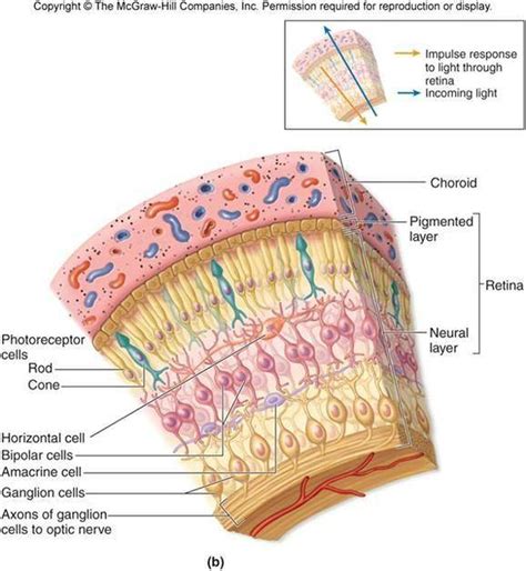 Layers Of Choroid