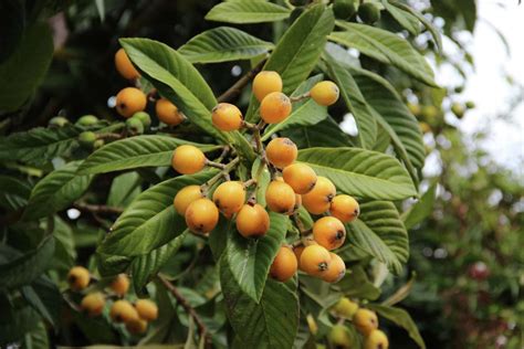 15 things to know about loquats, aka 'Chinese plums' or 'nisperos'