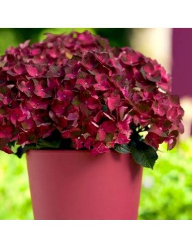 Hydrangea macrophylla 'Magical Ruby Tuesday' - hortenzija